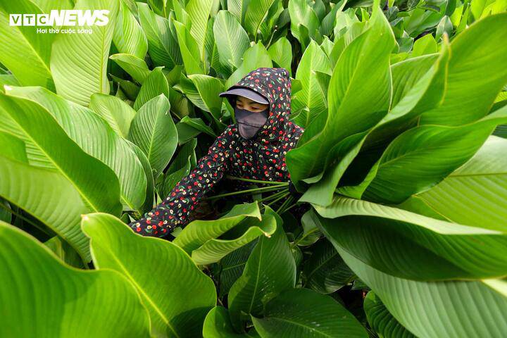 LÀNG LÁ DONG TRÀNG CÁT (XÃ THANH OAI) VÀO VỤ THU HOẠCH TẾT- Ảnh 9.