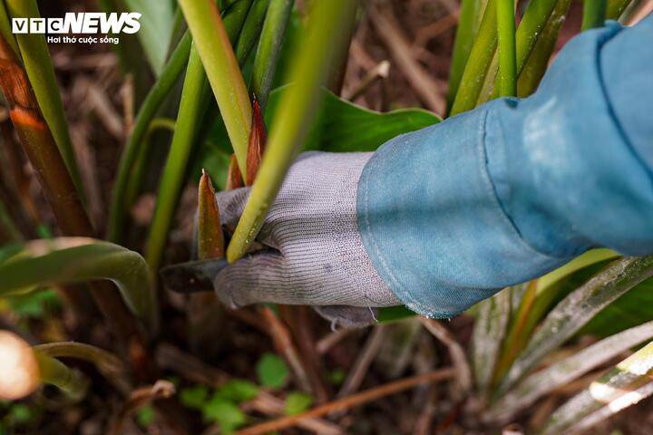 LÀNG LÁ DONG TRÀNG CÁT (XÃ THANH OAI) VÀO VỤ THU HOẠCH TẾT- Ảnh 6.