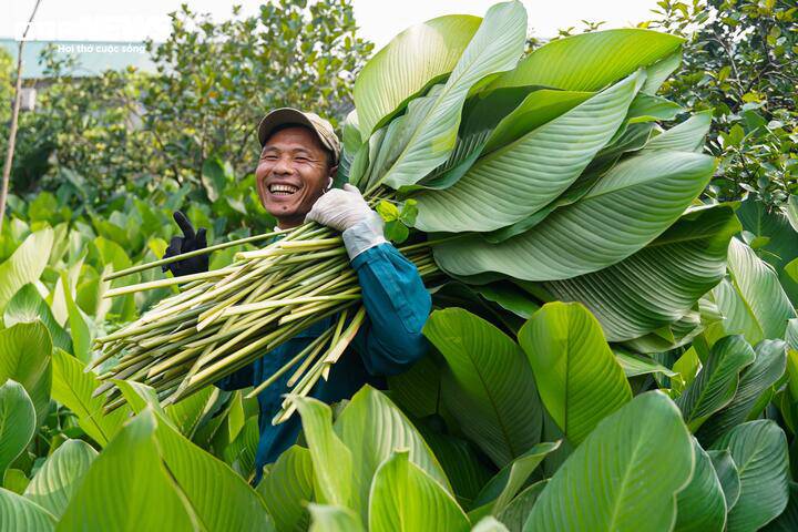 LÀNG LÁ DONG TRÀNG CÁT (XÃ THANH OAI) VÀO VỤ THU HOẠCH TẾT- Ảnh 7.