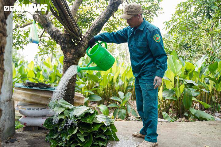 LÀNG LÁ DONG TRÀNG CÁT (XÃ THANH OAI) VÀO VỤ THU HOẠCH TẾT- Ảnh 10.