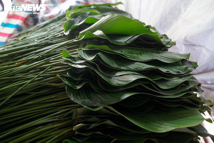 LÀNG LÁ DONG TRÀNG CÁT (XÃ THANH OAI) VÀO VỤ THU HOẠCH TẾT- Ảnh 11.