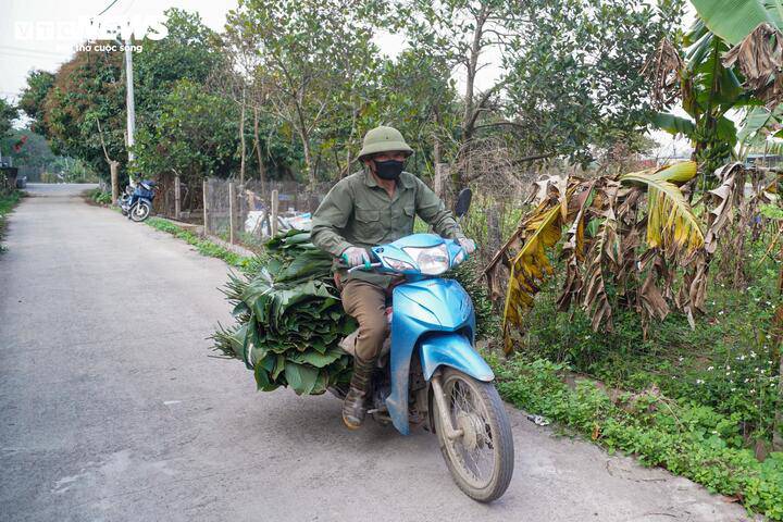 LÀNG LÁ DONG TRÀNG CÁT (XÃ THANH OAI) VÀO VỤ THU HOẠCH TẾT- Ảnh 12.