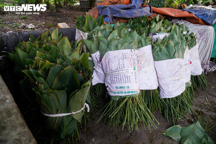 LÀNG LÁ DONG TRÀNG CÁT (XÃ THANH OAI) VÀO VỤ THU HOẠCH TẾT- Ảnh 13.