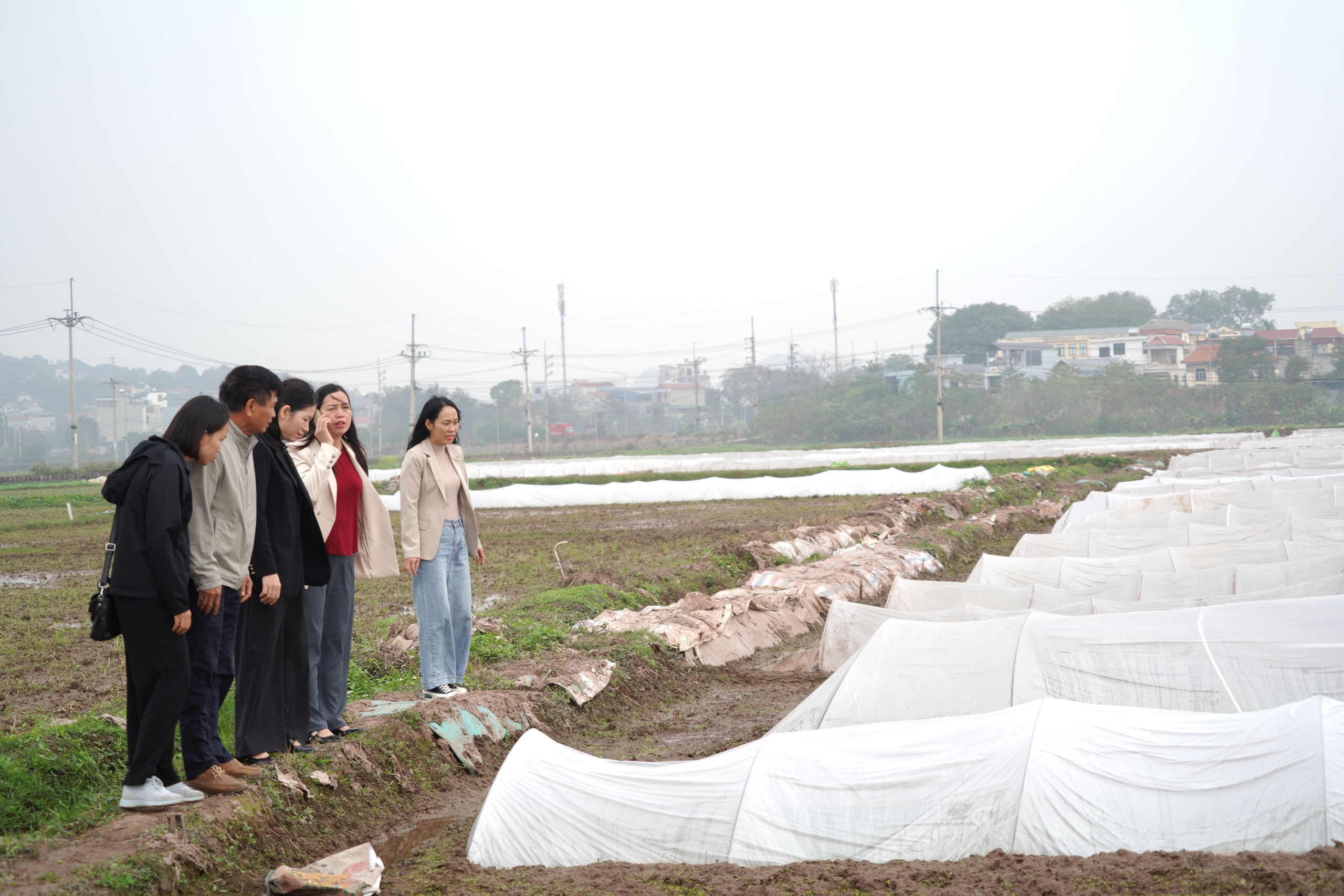 Chương Mỹ tập trung cho sản xuất vụ Xuân 2026- Ảnh 6.