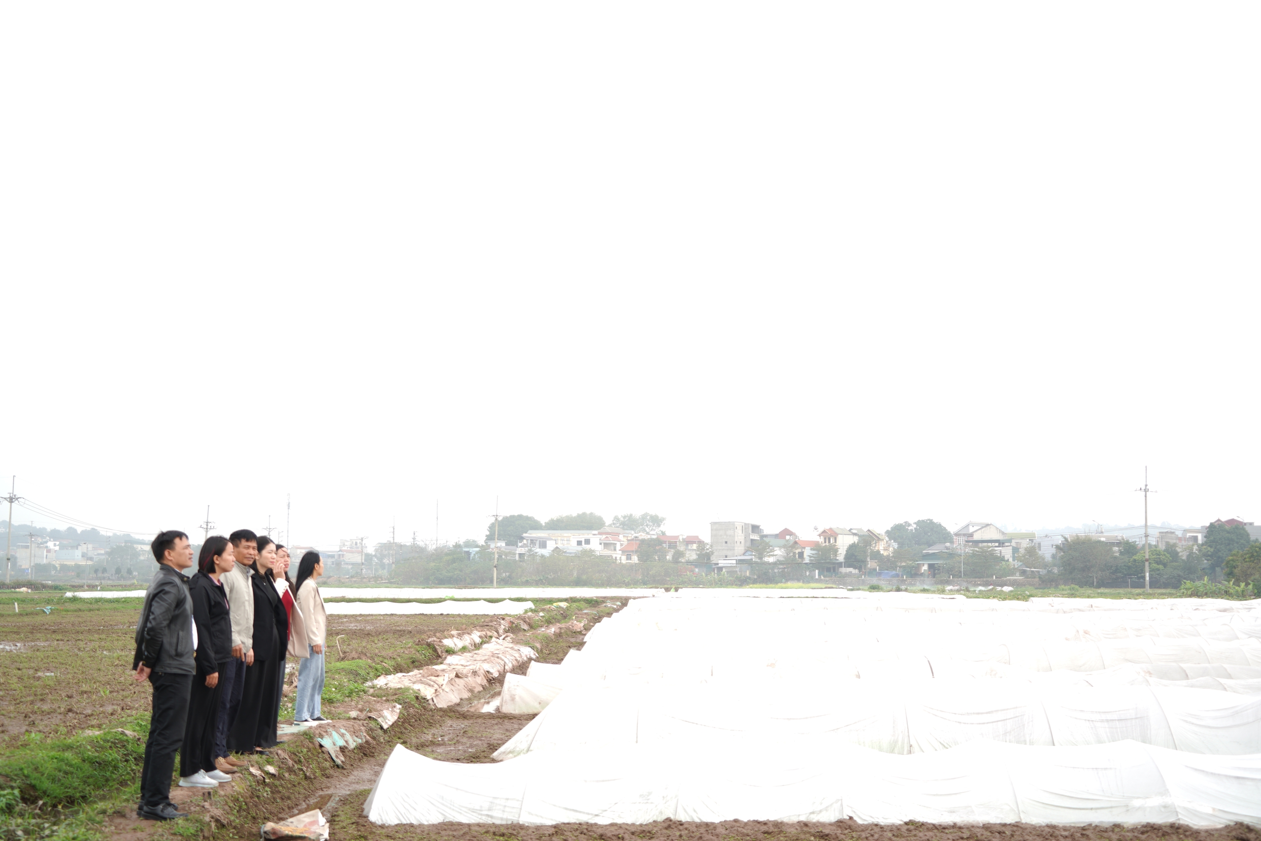 Chương Mỹ tập trung cho sản xuất vụ Xuân 2026- Ảnh 7.