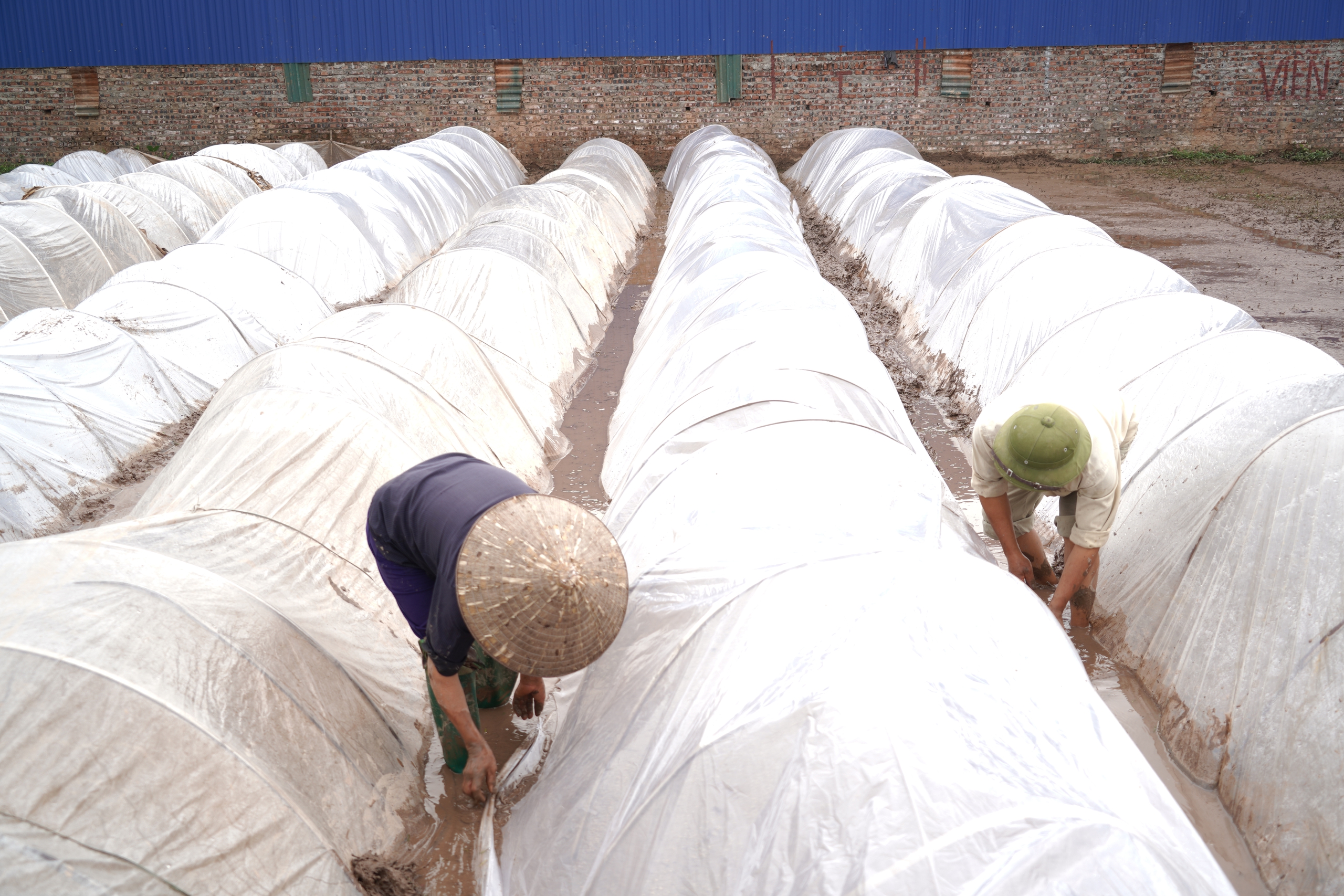 Chương Mỹ tập trung cho sản xuất vụ Xuân 2026- Ảnh 8.