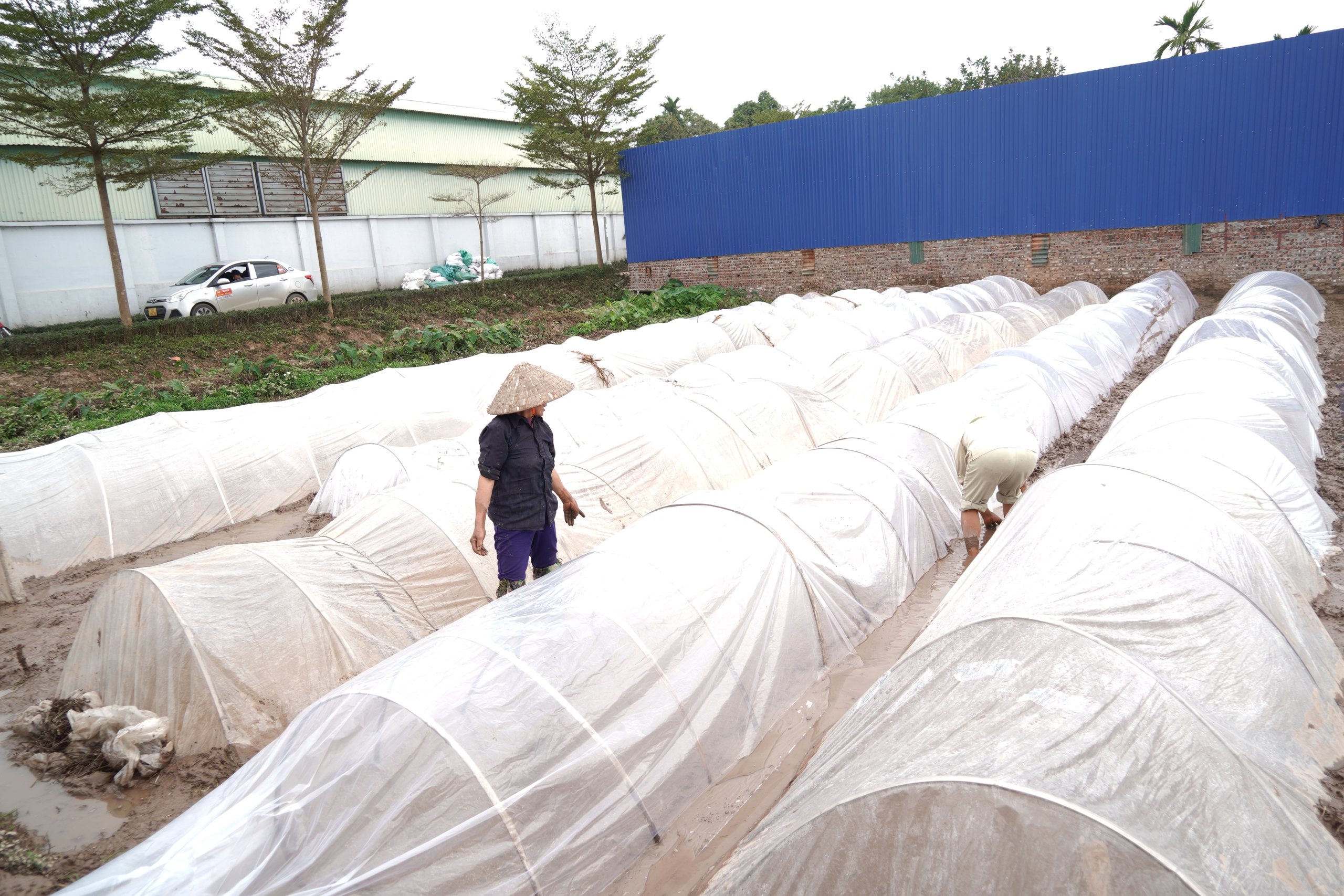 Chương Mỹ tập trung cho sản xuất vụ Xuân 2026- Ảnh 9.