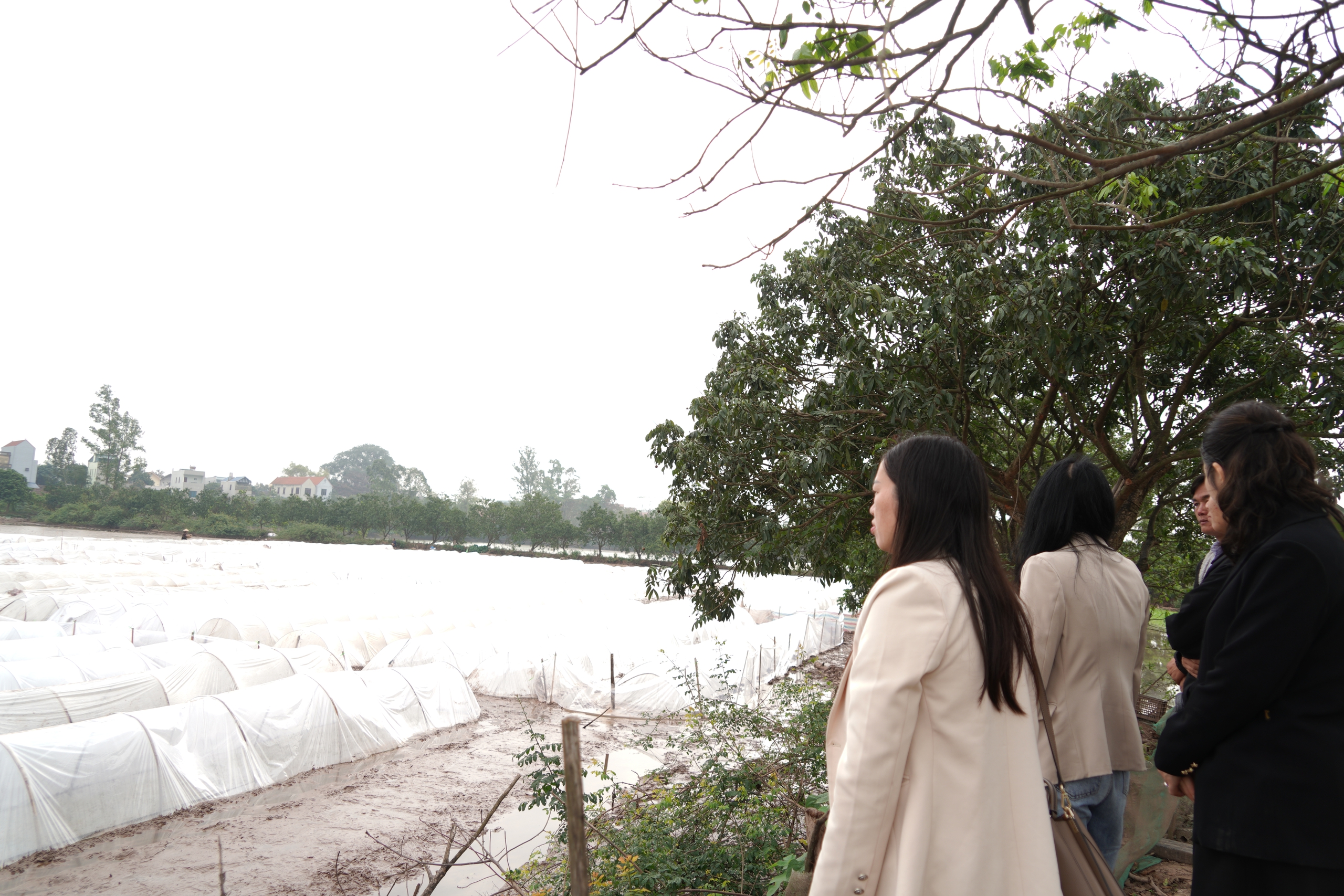 Chương Mỹ tập trung cho sản xuất vụ Xuân 2026- Ảnh 10.