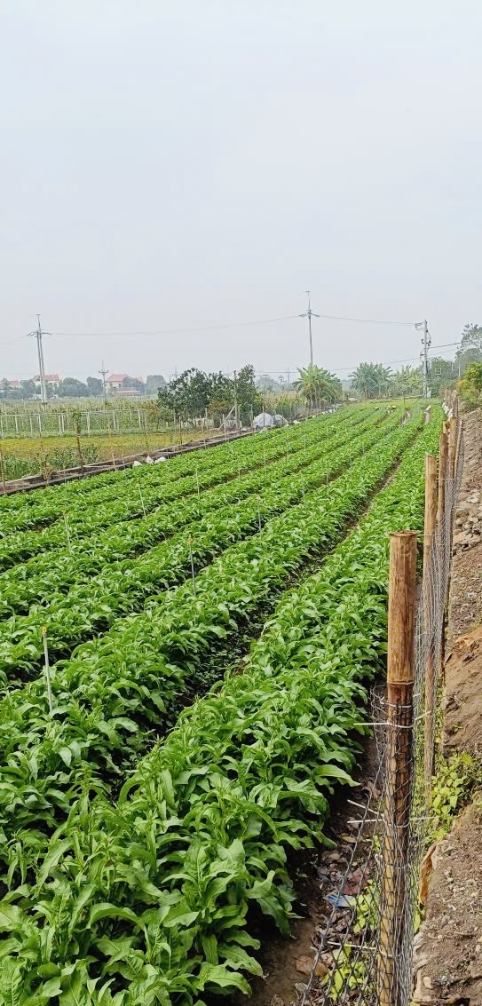 Trung tâm Dịch vụ tổng hợp xã tuyên truyền về các mối nguy mất an toàn trong sử dụng nước tưới đối với sản xuất cây rau- Ảnh 4.