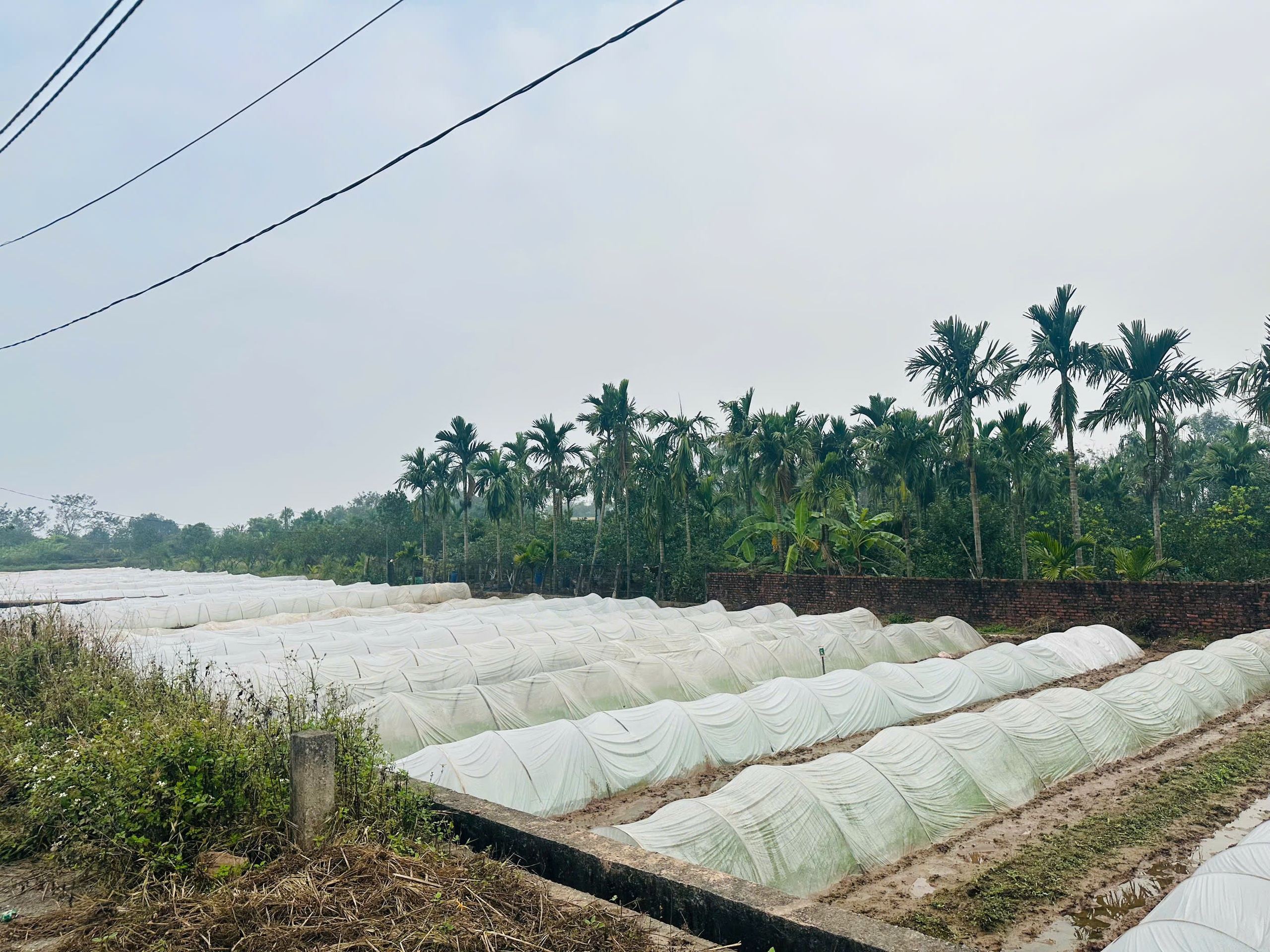 Chương Mỹ tập trung cho sản xuất vụ Xuân 2026- Ảnh 1.