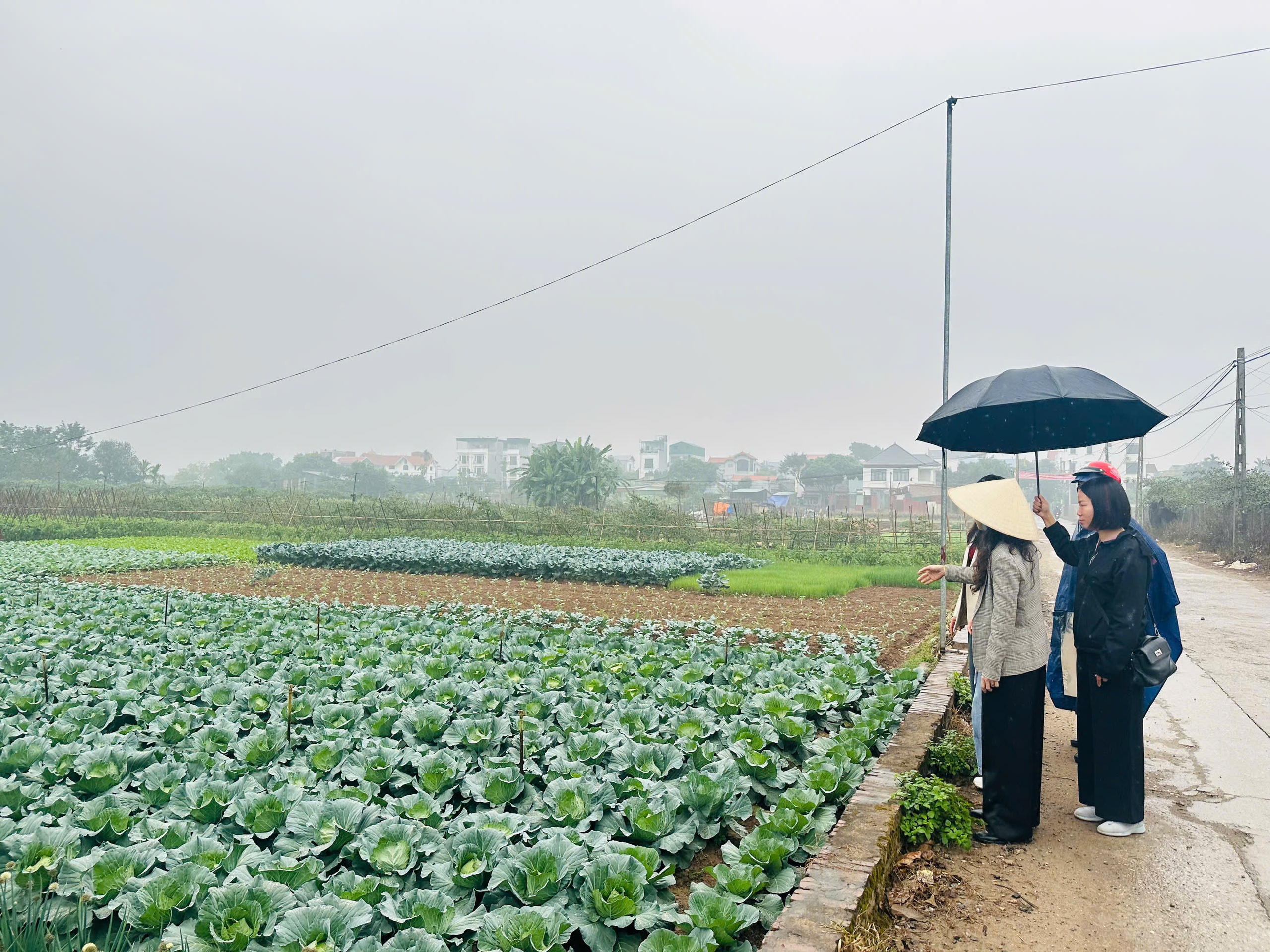 Chương Mỹ tập trung cho sản xuất vụ Xuân 2026- Ảnh 3.