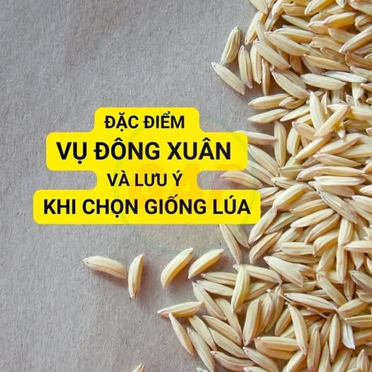 TUYÊN TRUYỀN CHỌN GIỐNG LÚA VỤ XUÂN 2026- Ảnh 1.