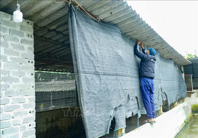 Chủ động phòng, chống đói rét cho đàn vật nuôi- Ảnh 1.