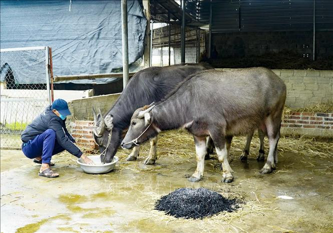 Chủ động phòng, chống đói rét cho đàn vật nuôi- Ảnh 2.