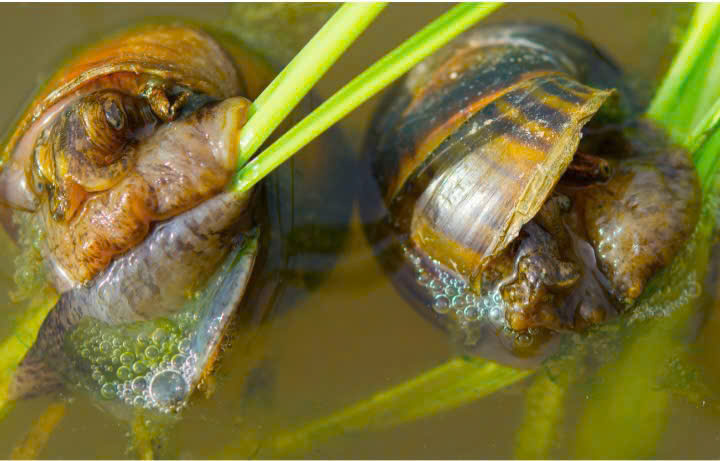 HƯỚNG DẪN 
Biện pháp phòng trừ ốc bươu vàng hại lúa xuân năm 2026- Ảnh 1.