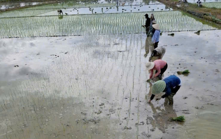 Trung tâm dịch vụ tổng hợp xã Bình Minh hướng dẫn một số biện pháp canh tác lúa cải tiến (SRI) vụ xuân năm 2026