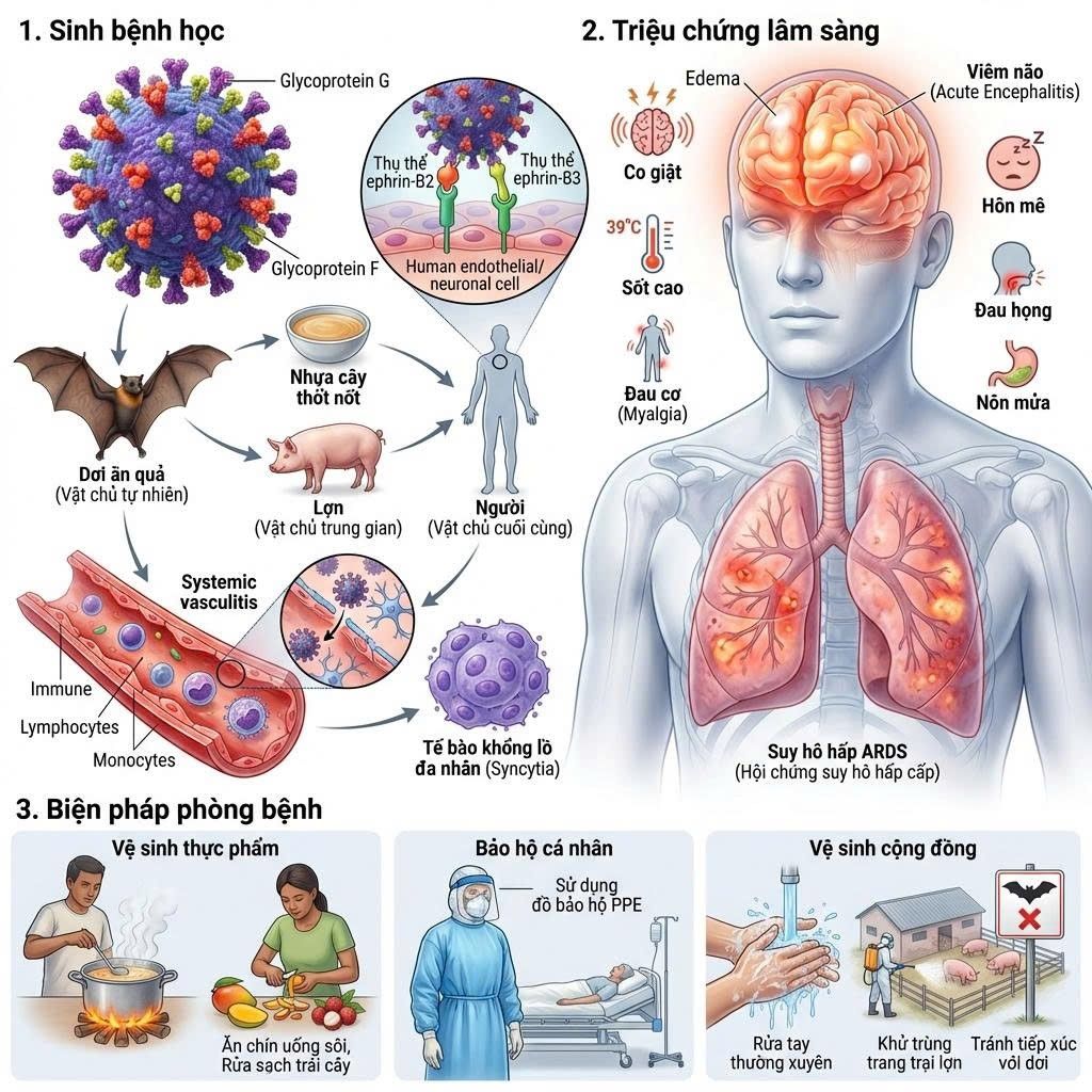 Virus Nipah - cơ chế gây bệnh và các biện pháp phòng ngừa- Ảnh 3.