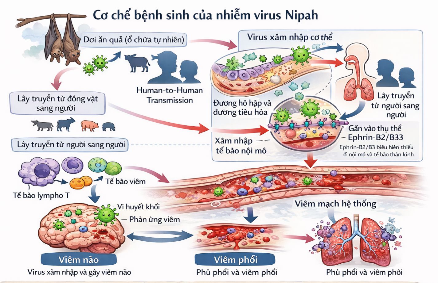 Virus Nipah - cơ chế gây bệnh và các biện pháp phòng ngừa- Ảnh 2.