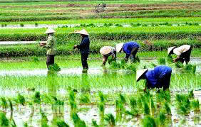 Sản xuất vụ xuân ở xã Bình Minh- Ảnh 1.