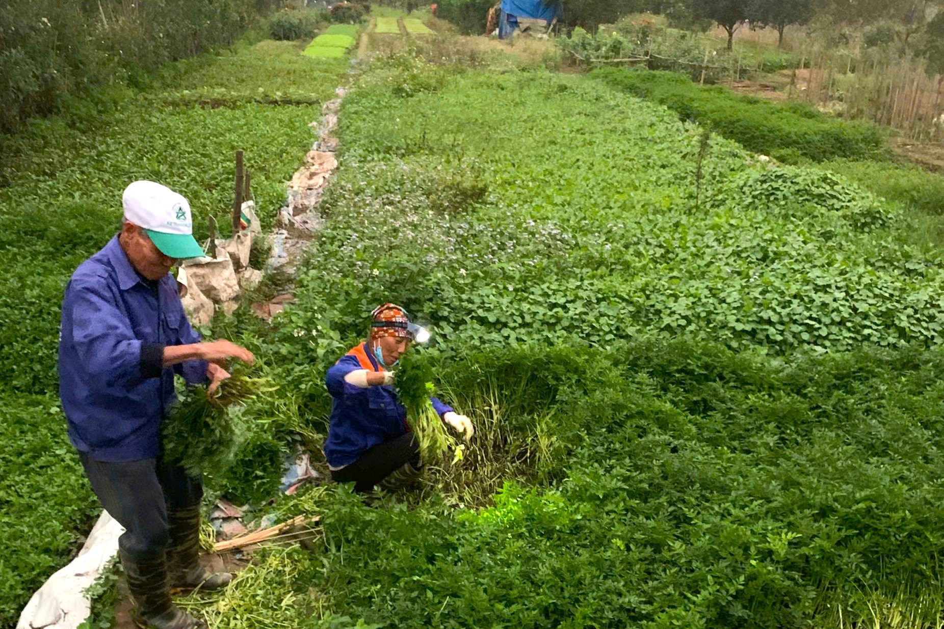 Giữ nhịp mùa xuân từ đồng ruộng- Ảnh 3.