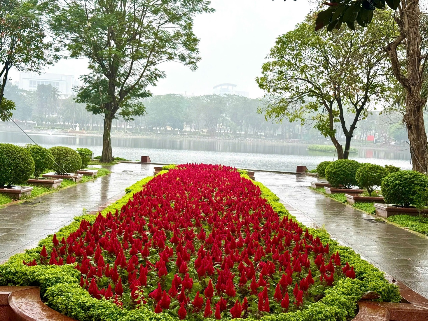 Phường Hai Bà Trưng tổ chức “Tết trồng cây đời đời nhớ ơn Bác Hồ – Xuân 2026”- Ảnh 6.