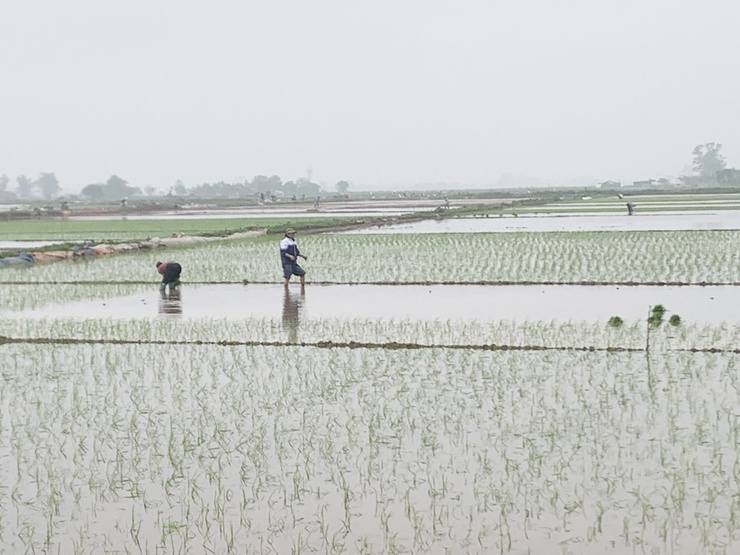 Nông dân Chương Mỹ sôi nổi ra đồng sản xuất vụ xuân- Ảnh 2.