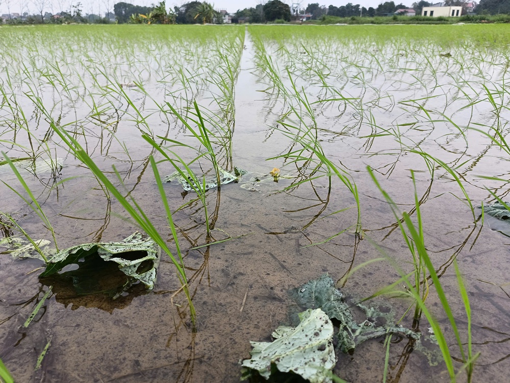 Hướng dẫn các biện pháp phòng trừ ốc bươu vàng vụ Xuân 2026- Ảnh 1.