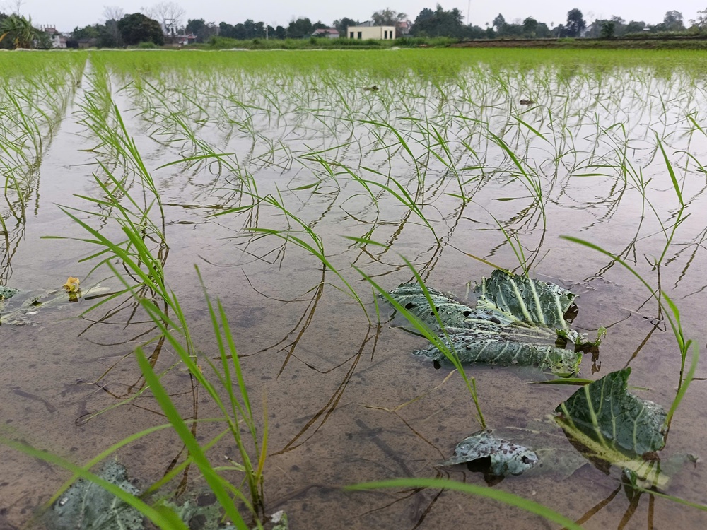 Hướng dẫn các biện pháp phòng trừ ốc bươu vàng vụ Xuân 2026- Ảnh 2.