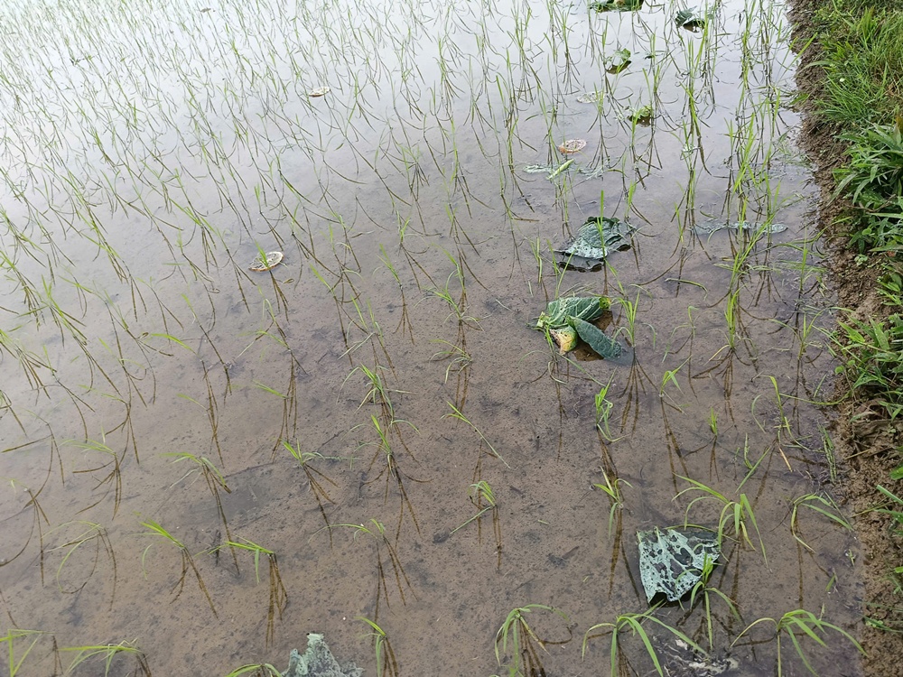 Hướng dẫn các biện pháp phòng trừ ốc bươu vàng vụ Xuân 2026- Ảnh 3.