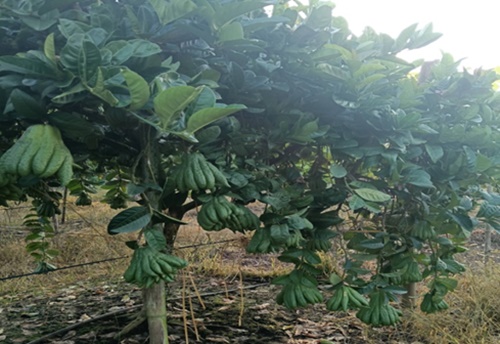 Ngân hàng Chính sách xã hội Hoài Đức chuẩn bị vốn tín dụng chính sách, tập trung giải ngân, tiếp sức cho các làng nghề tại các xã&nbsp;Sơn Đồng, An Khánh, Dương Hòa và Hoài Đức sau Tết Nguyên đán Bính Ngọ 2026- Ảnh 5.