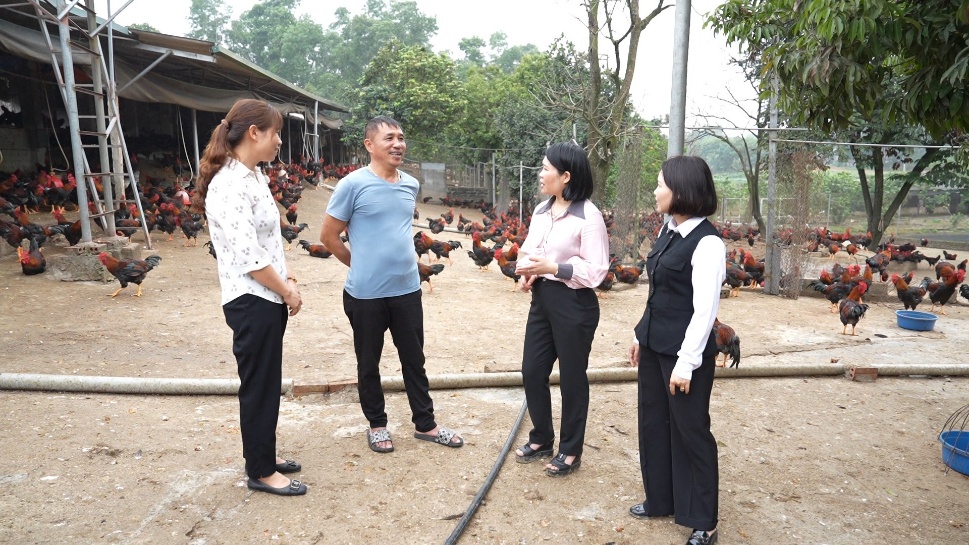 CÂU CHUYỆN LÀM GIÀU TỪ CHUỒNG GÀ Ở YÊN KHOÁI- Ảnh 2.