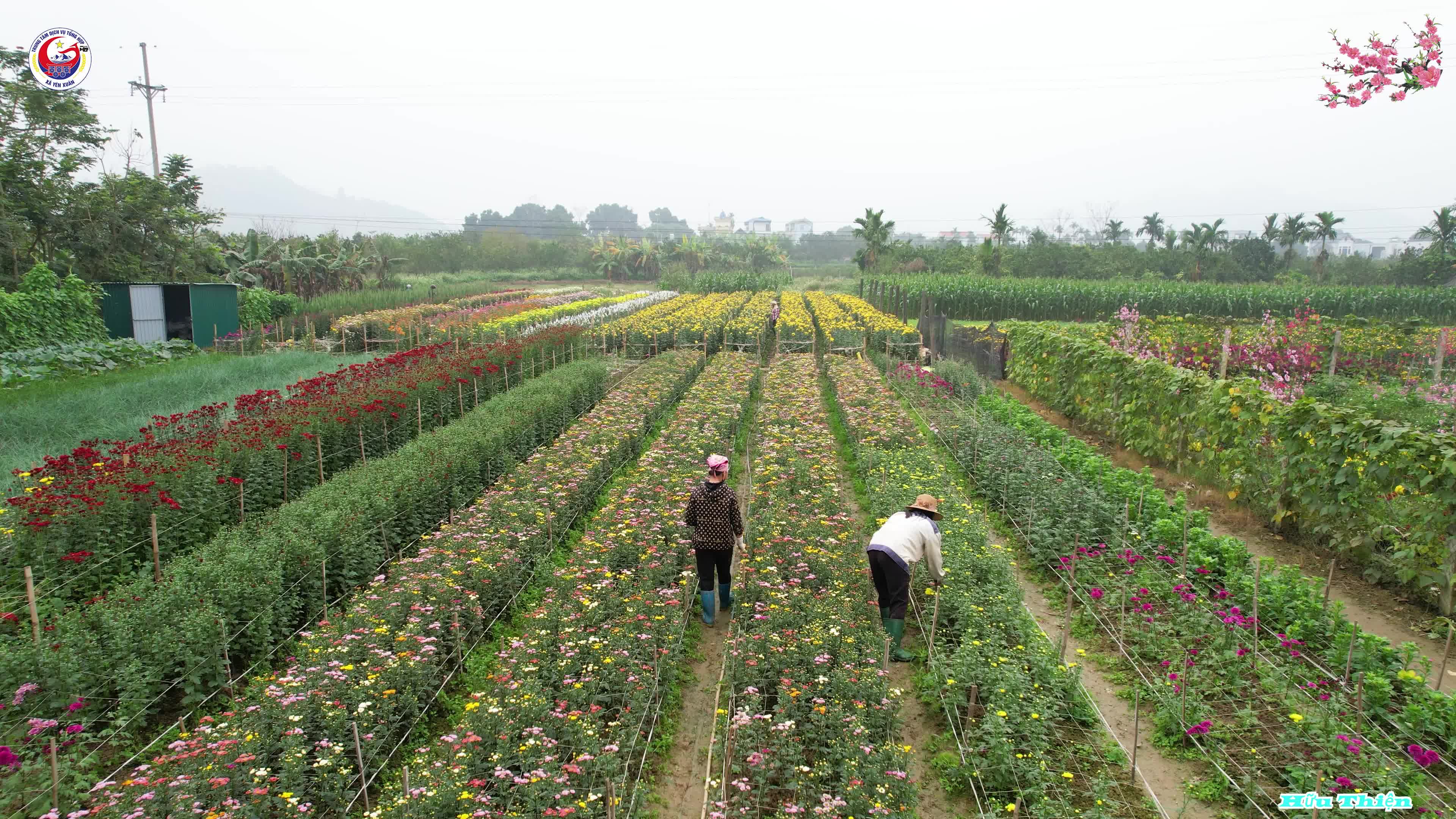  Làng hoa Yên Bình, xã Yên Xuân .