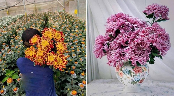 Tây Tựu: Phát triển nông nghiệp gắn với ứng dụng công nghệ, mở rộng thị trường- Ảnh 2.