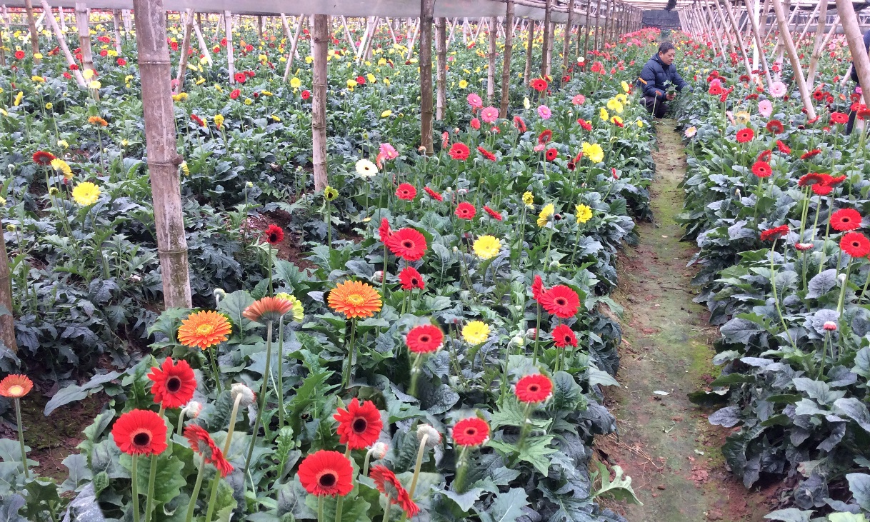 Tây Tựu: Phát triển nông nghiệp gắn với ứng dụng công nghệ, mở rộng thị trường- Ảnh 1.