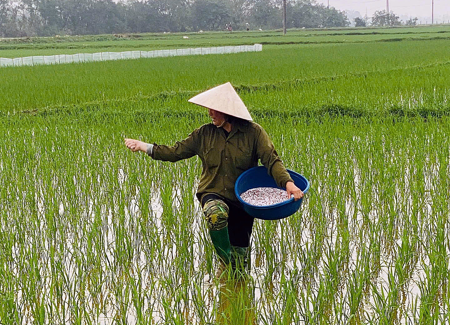 A person in a rice field  AI-generated content may be incorrect.