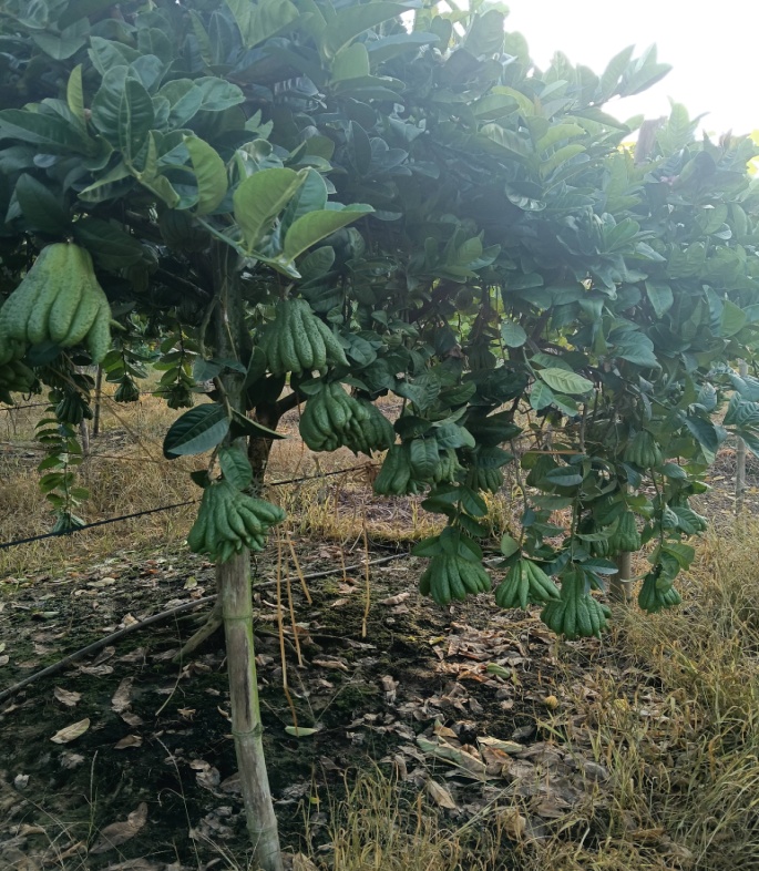 D:\HUNG 2019\TUYEN TRUYEN 2021\NAM 2026\phat thu.jpg