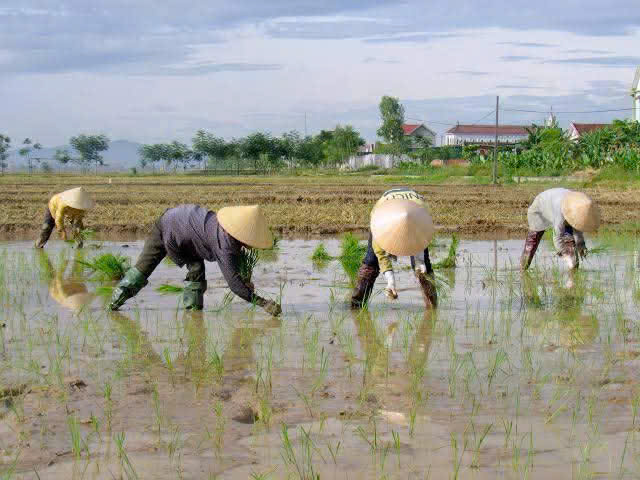 Hướng dẫn kỹ thuật cấy và chăm sóc lúa xuân- Ảnh 1.