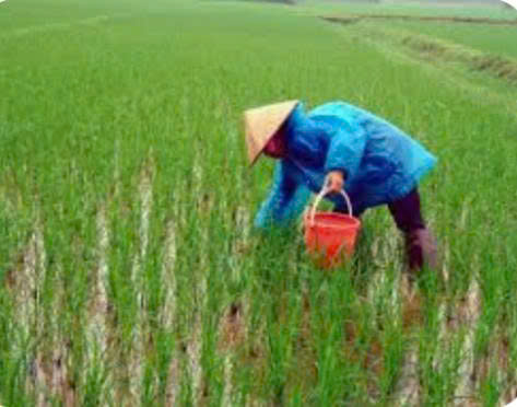 
HƯỚNG DẪN PHÒNG TRỪ ỐC BƯƠU VÀNG
- Ảnh 4.