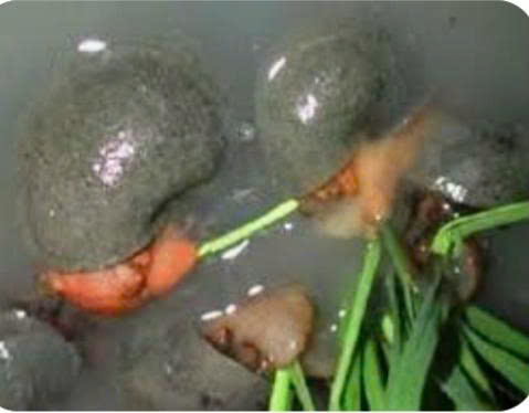 
HƯỚNG DẪN PHÒNG TRỪ ỐC BƯƠU VÀNG
- Ảnh 1.