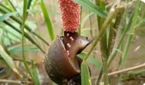 
HƯỚNG DẪN PHÒNG TRỪ ỐC BƯƠU VÀNG
- Ảnh 2.