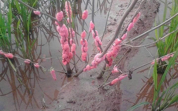 HƯỚNG DẪN PHÒNG TRỪ ỐC BƯƠU VÀNG
