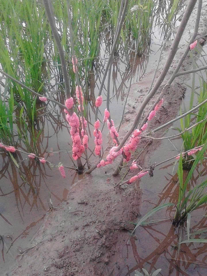 
HƯỚNG DẪN PHÒNG TRỪ ỐC BƯƠU VÀNG
- Ảnh 3.