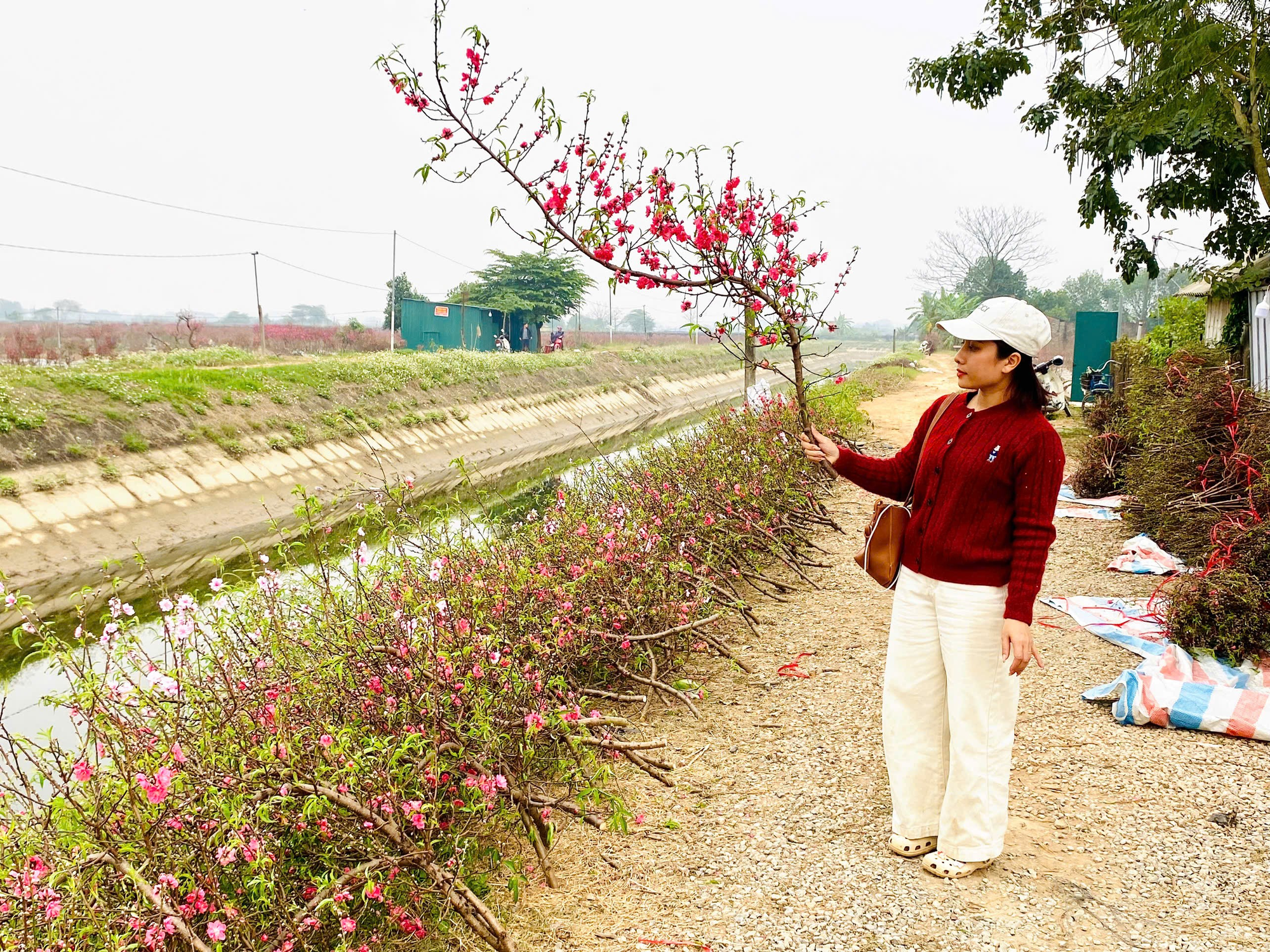 Nhộn nhịp cánh đồng hoa đào Hồng Hà, xã Ô Diên những ngày giáp Tết Nguyên đán Bính Ngọ 2026- Ảnh 2.