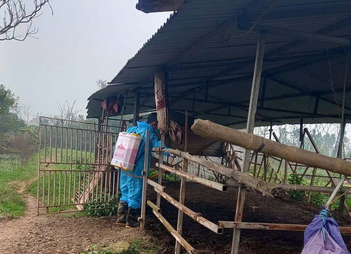 Chương Mỹ triển khai tổng vệ sinh, khử trùng, tiêu độc môi trường phòng, chống dịch bệnh gia súc, gia cầm đợt 1 dịp Tết Nguyên đán Bính Ngọ năm 2026- Ảnh 7.