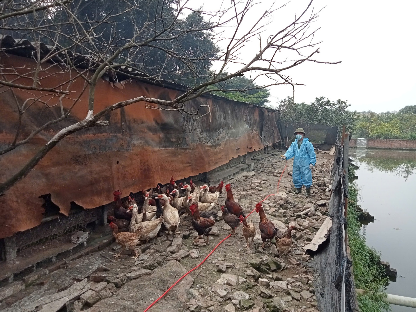 Xã Gia Lâm triển khai phun tiêu độc, khử trùng phòng chống dịch bệnh gia súc, gia cầm trước Tết Nguyên đán- Ảnh 2.