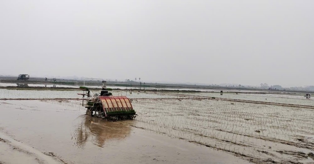 Xã Ứng Thiên đẩy nhanh tiến độ sản xuất, phát huy hiệu quả cấy máy
- Ảnh 3.