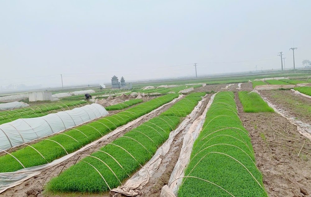 Xã Ứng Thiên đẩy nhanh tiến độ sản xuất, phát huy hiệu quả cấy máy
- Ảnh 2.