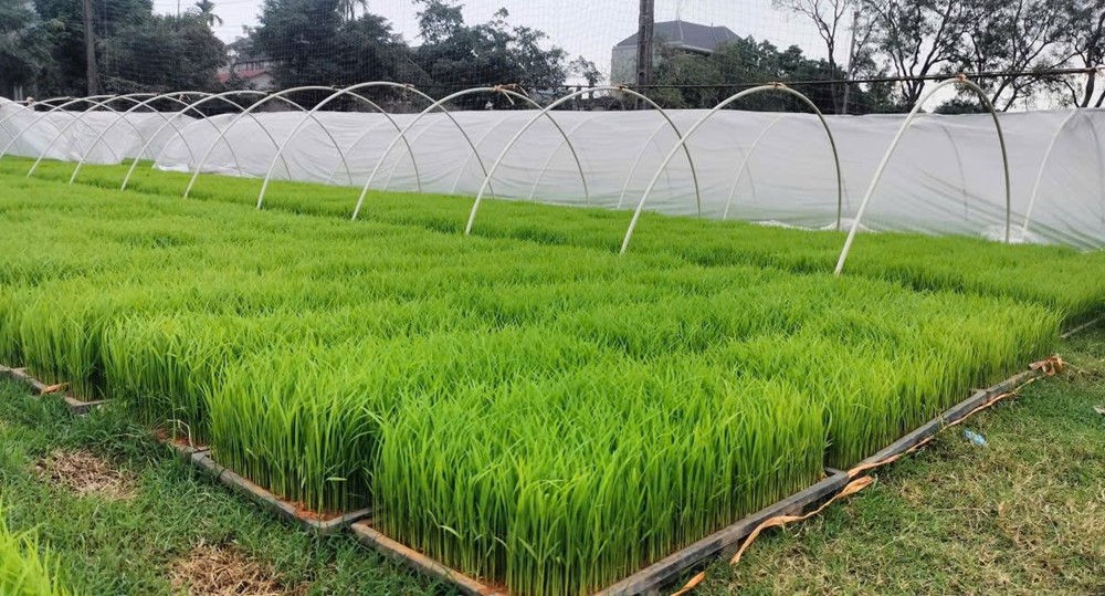 Xã Ứng Thiên đẩy nhanh tiến độ sản xuất, phát huy hiệu quả cấy máy
- Ảnh 1.