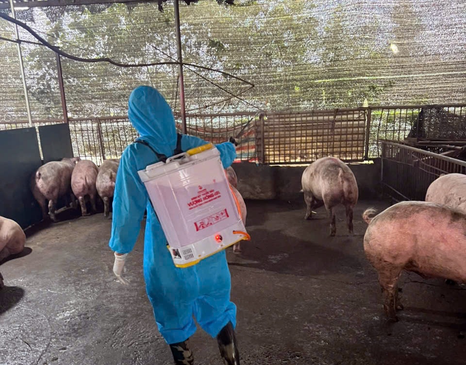 Phường Chương Mỹ tiếp tục thực hiện vệ sinh tiêu độc môi trường, đảm bảo an toàn cho ngành chăn nuôi- Ảnh 5.