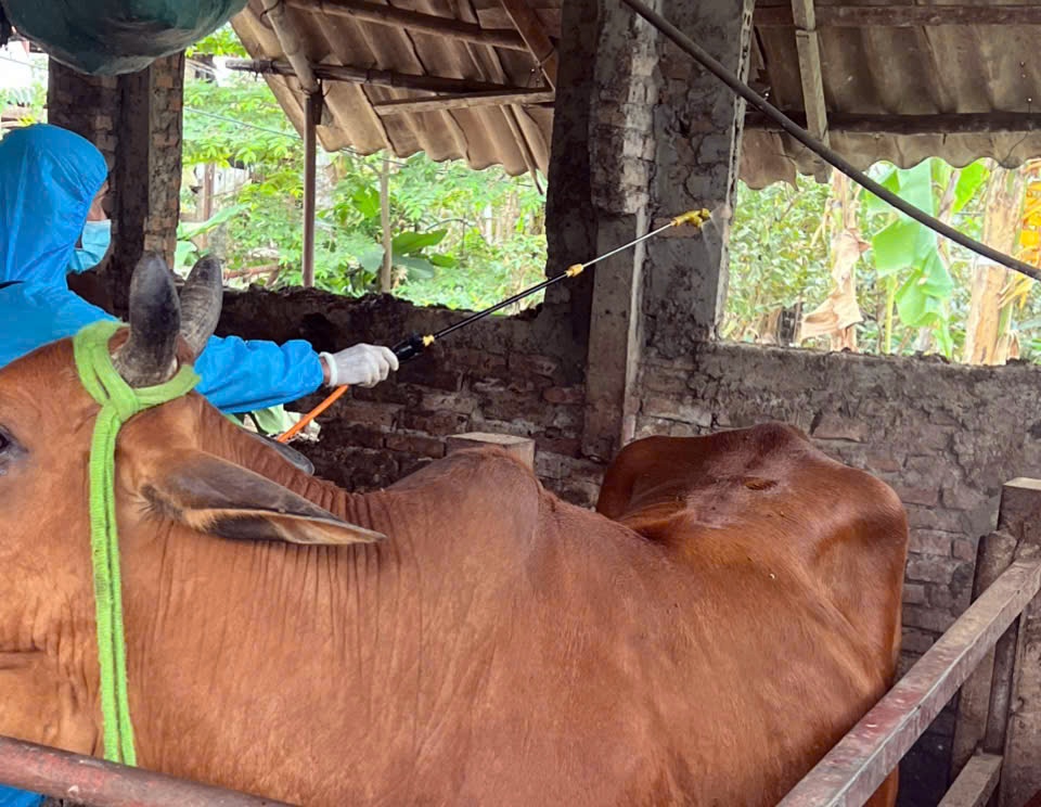 Phường Chương Mỹ tiếp tục thực hiện vệ sinh tiêu độc môi trường, đảm bảo an toàn cho ngành chăn nuôi- Ảnh 6.